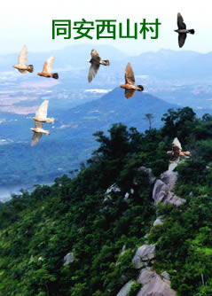 同安哪里有卖鸽子