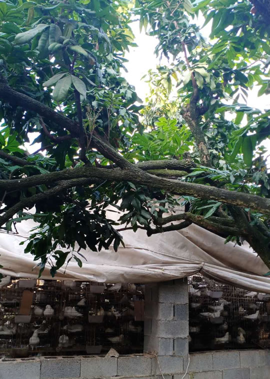 厦门同安鸽子养殖基地