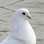 同安哪里有卖鸽子的