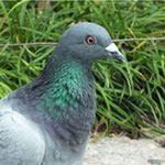 同安哪里有卖鸽子的